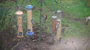 Birds at play in our neighbour's garden