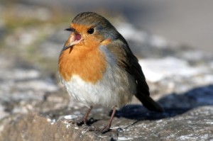 iStock_000002487254XSmall